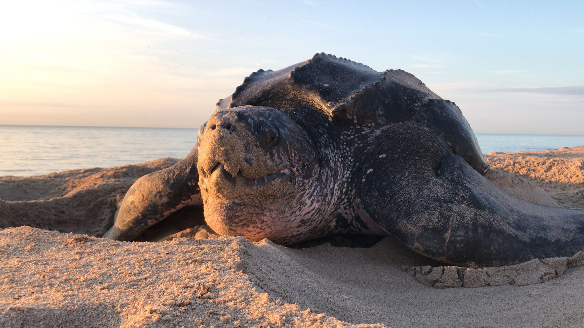 An Experience to Remember at Rosalie Bay Eco Resort, Dominica. Turtle Sanctuary.