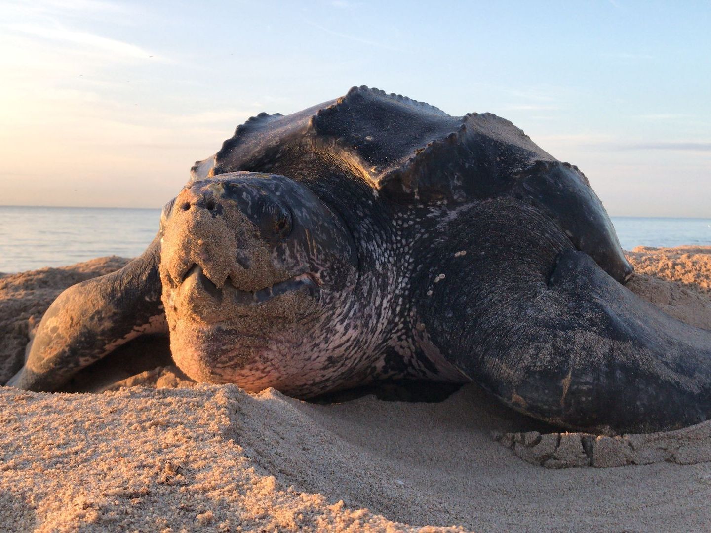 Experience the wonder of nature as three endangered sea turtle species on Rosalie Bay’s protected black sand beach.