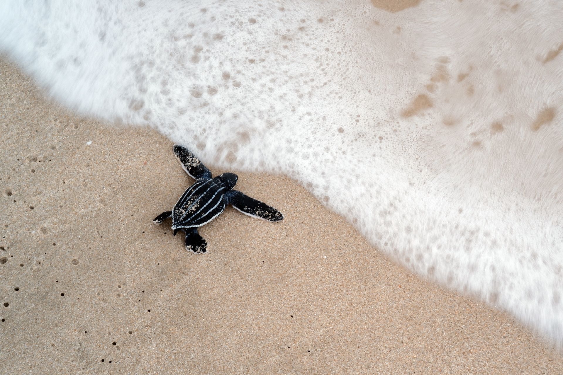 An Experience to Remember at Rosalie Bay Eco Resort, Dominica. Turtle Sanctuary.