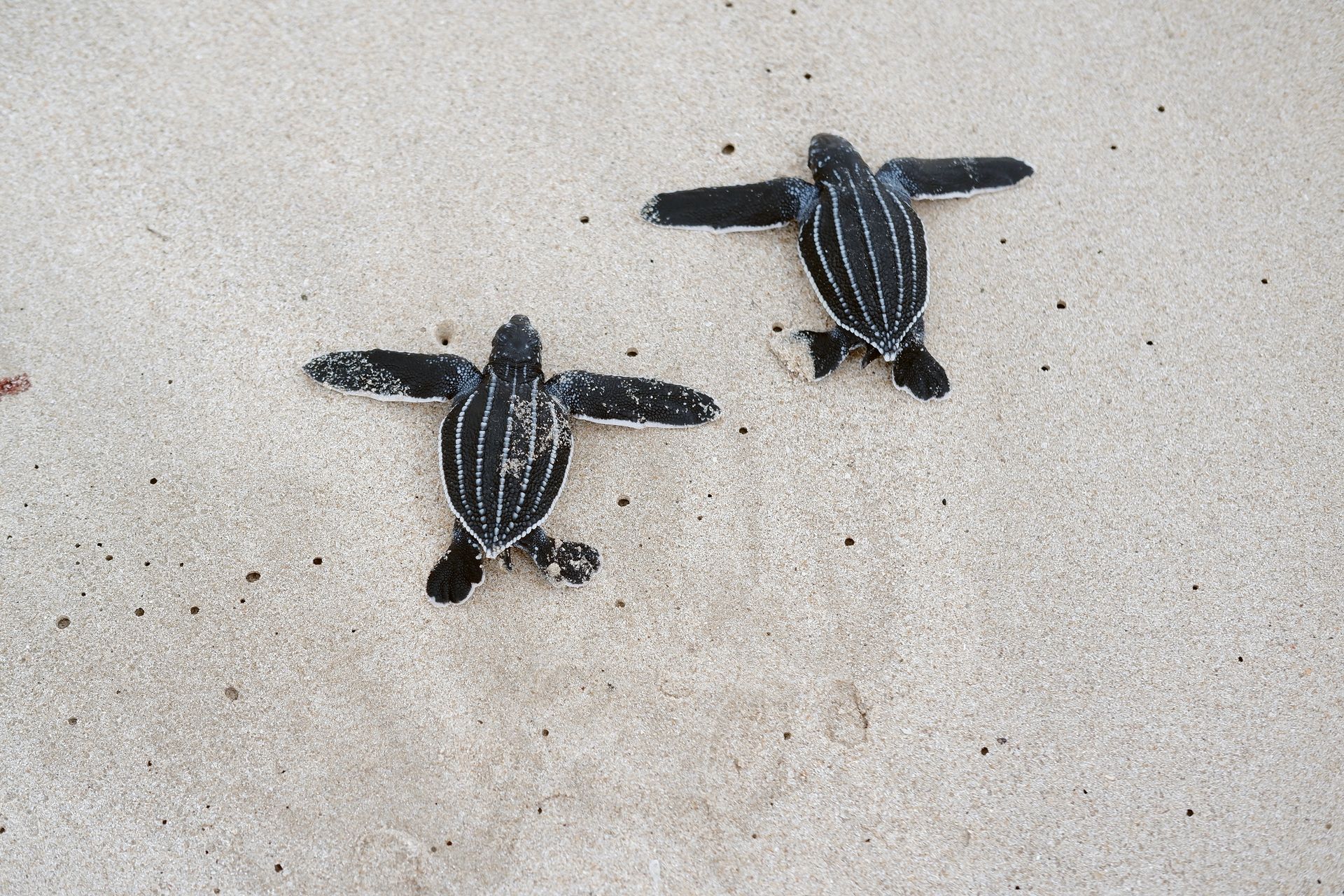 An Experience to Remember at Rosalie Bay Eco Resort, Dominica. Turtle Sanctuary.