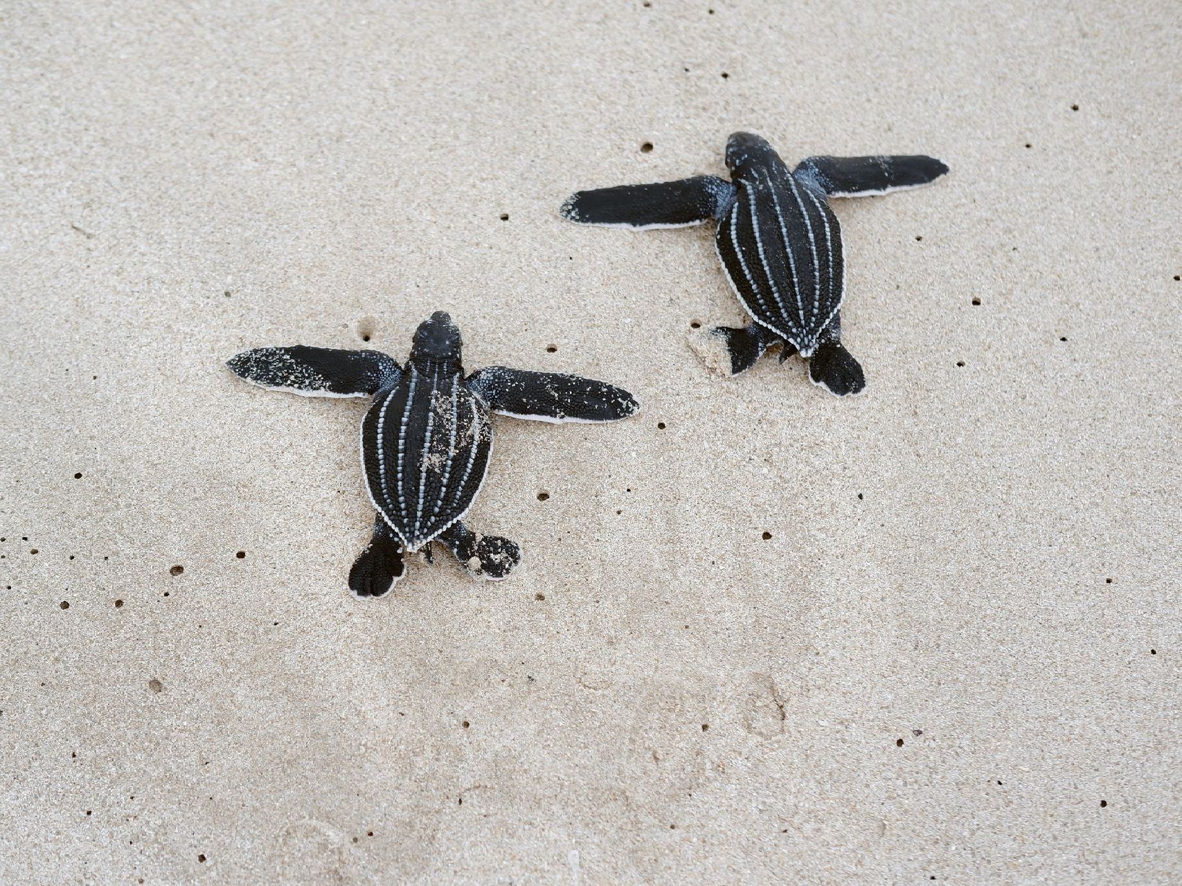 Experience the wonder of nature as three endangered sea turtle species on Rosalie Bay’s protected black sand beach.