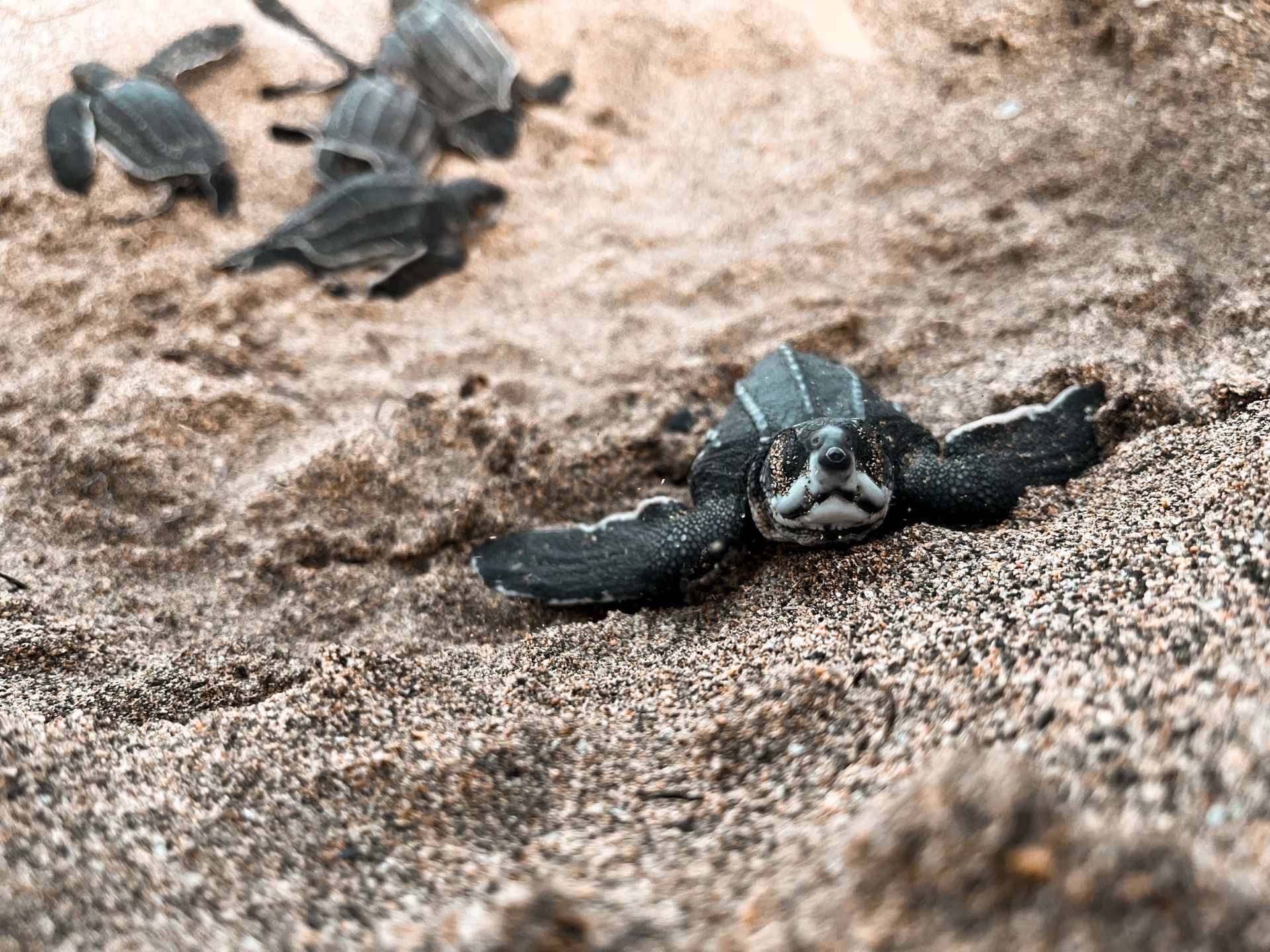 An Experience to Remember at Rosalie Bay Eco Resort, Dominica. Turtle Sanctuary.