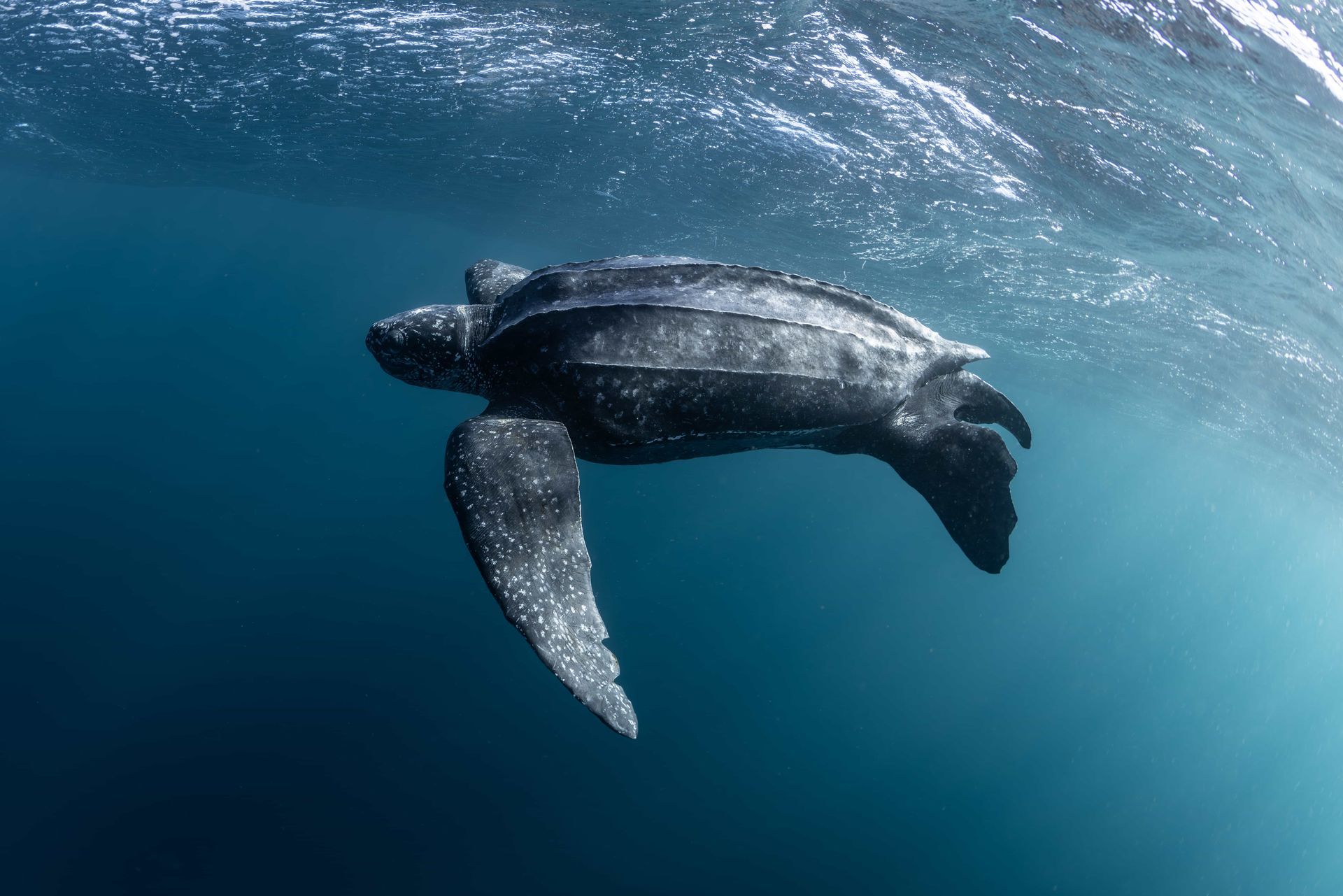 An Experience to Remember at Rosalie Bay Eco Resort, Dominica. Turtle Sanctuary