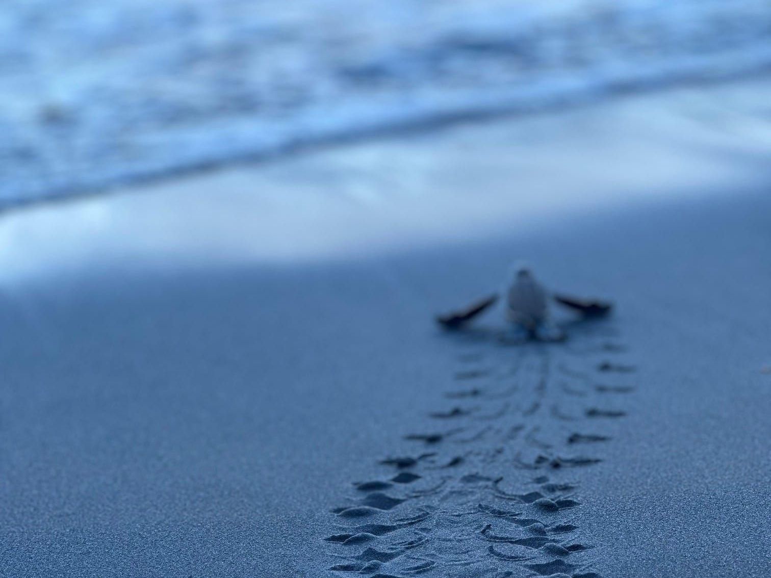 Experience the wonder of nature as three endangered sea turtle species on Rosalie Bay’s protected beach with Rendy Kerr.