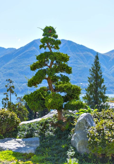 Un bonsai in un giardino con le montagne sullo sfondo.
