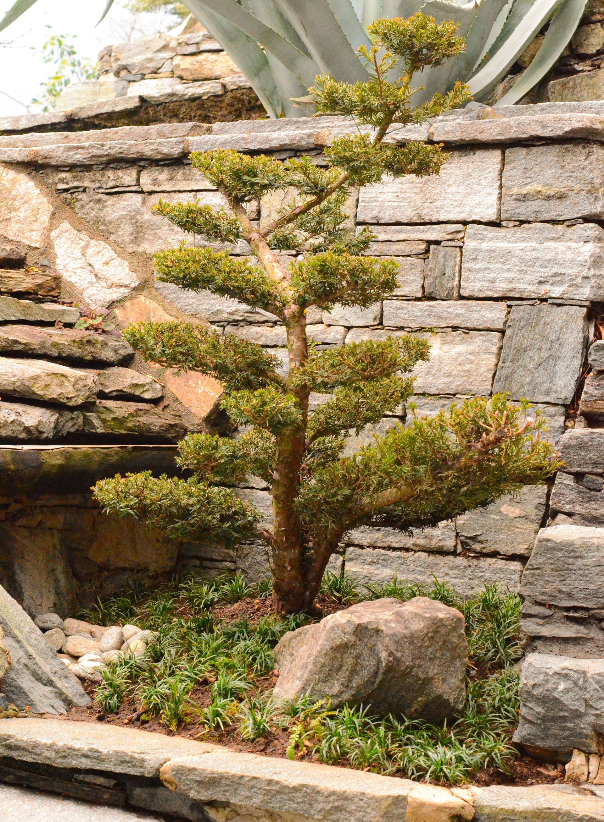 Un piccolo albero cresce davanti a un muro di pietra.