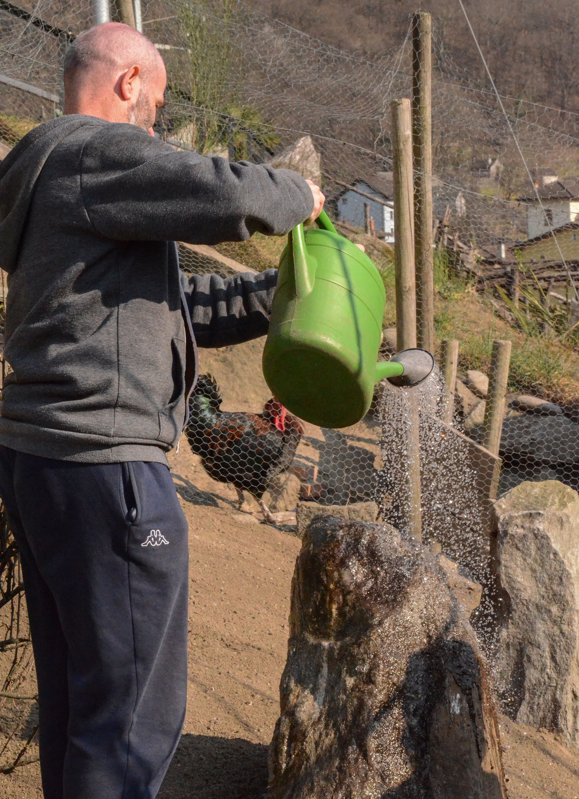 Un uomo sta abbeverando le galline con un secchio verde
