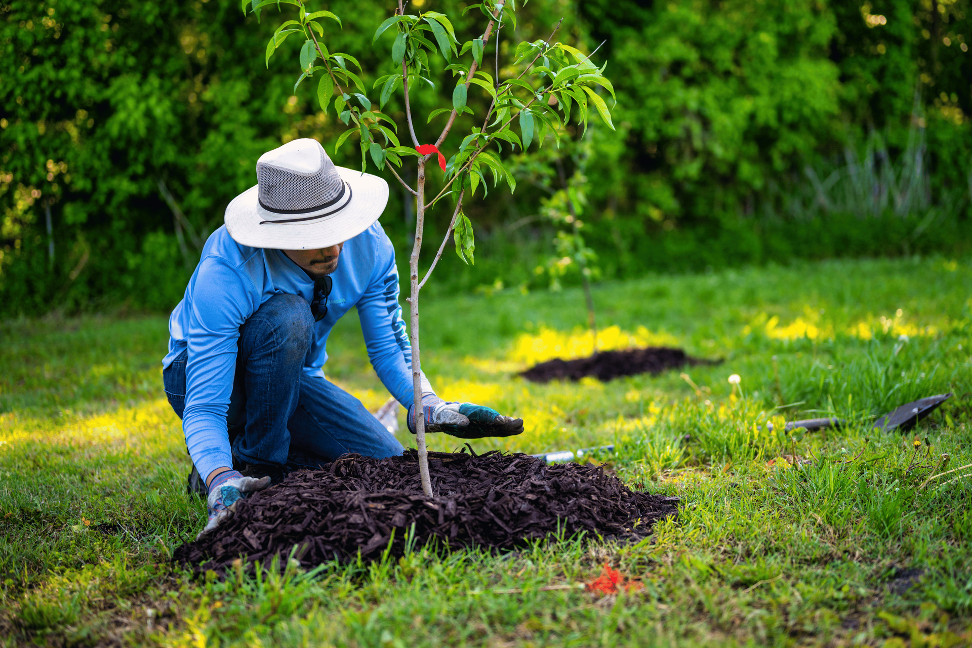A man planting a tree in a residential property