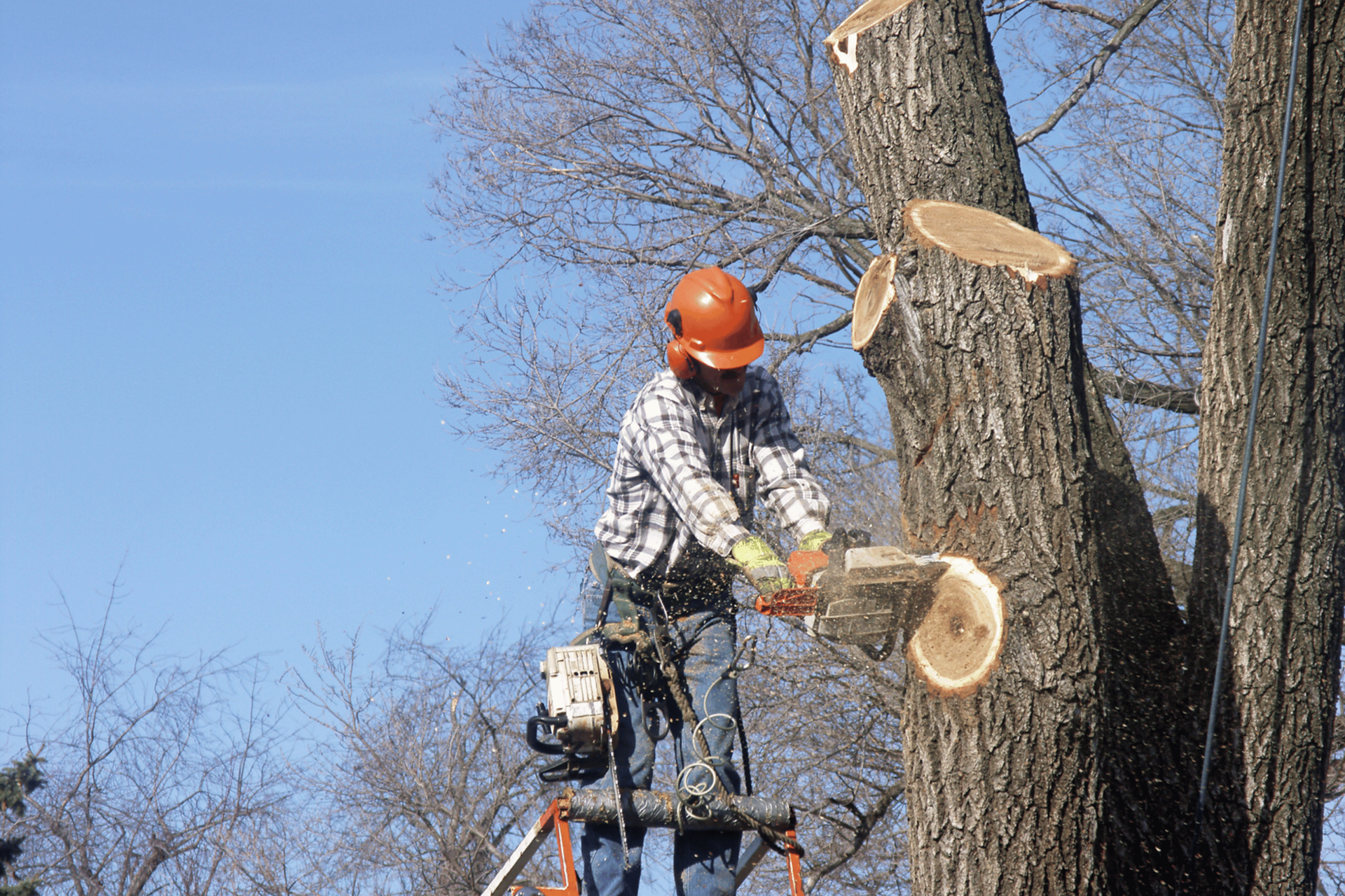 A worker cutting a tree