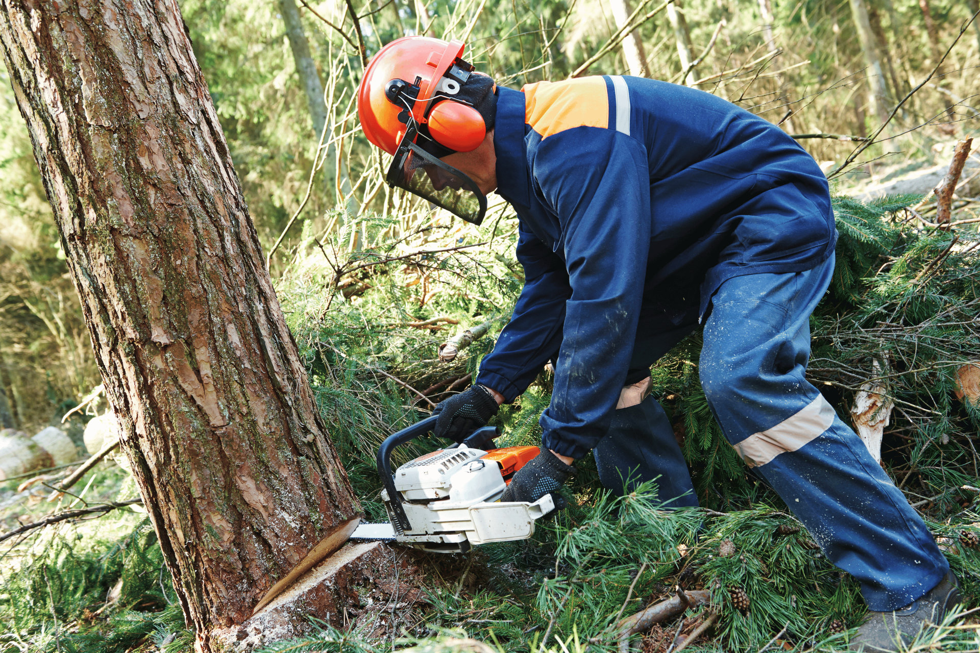 A worker cutting down a tree with heavy equipment
