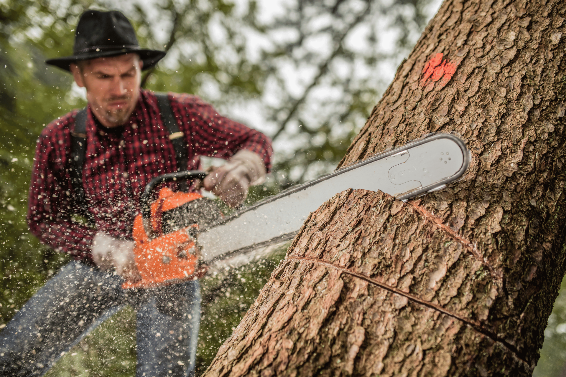 A man cutting down a tree