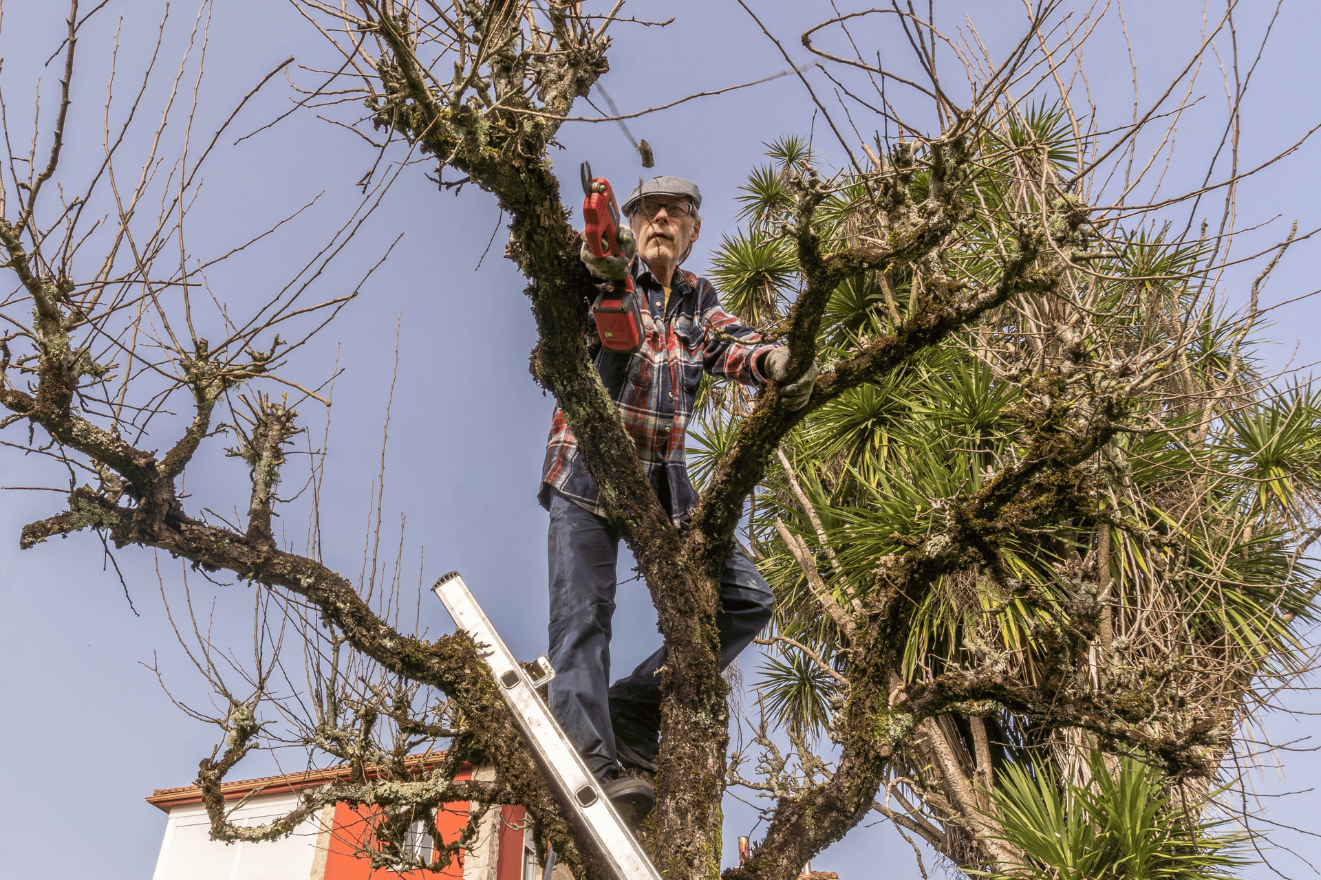 A man pruning tree branches in a residential yard