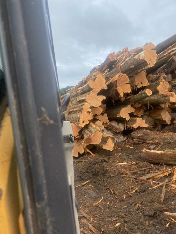 forest wooden tree view