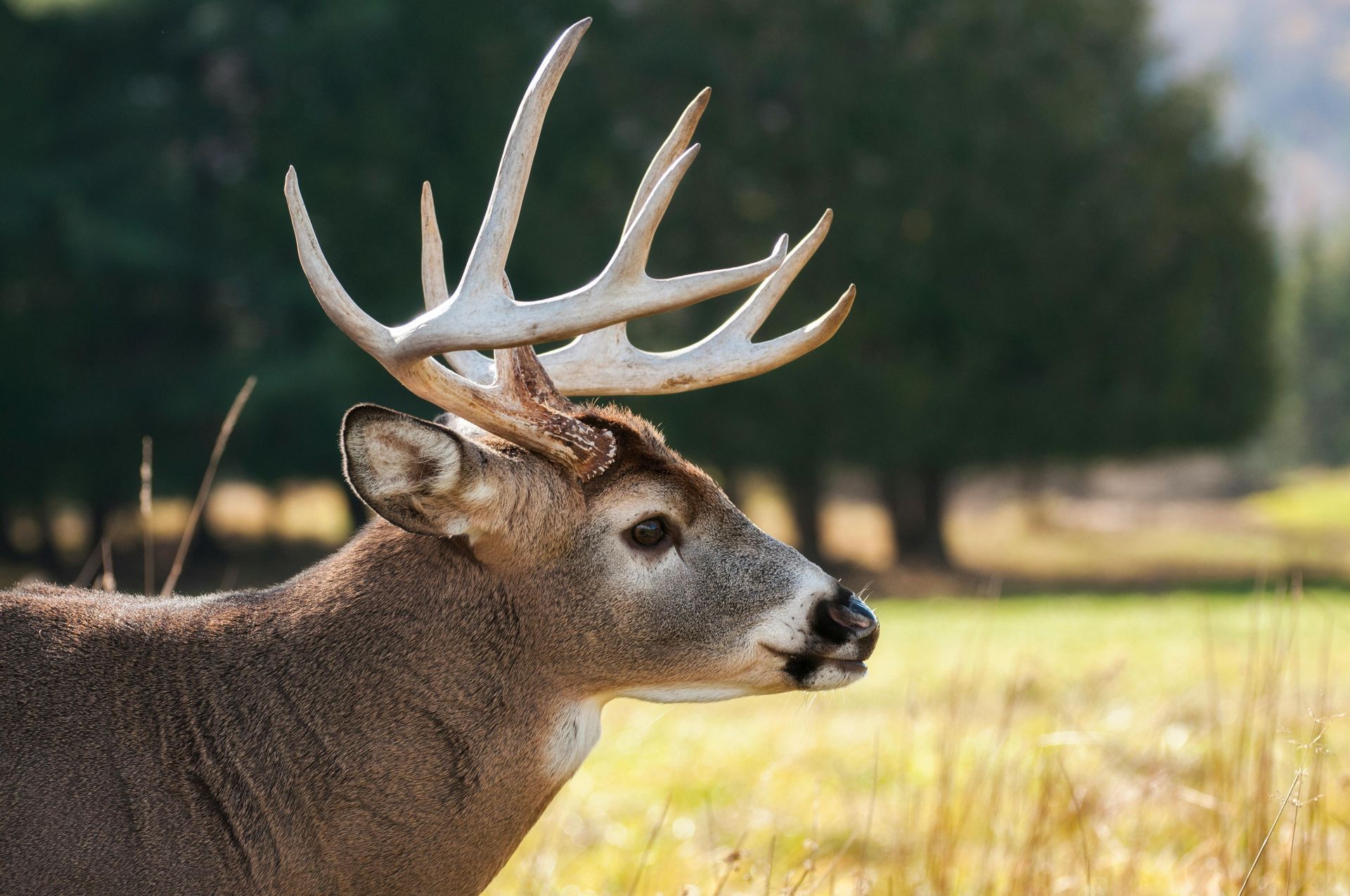 A deer is laying down in the grass and looking at the camera.