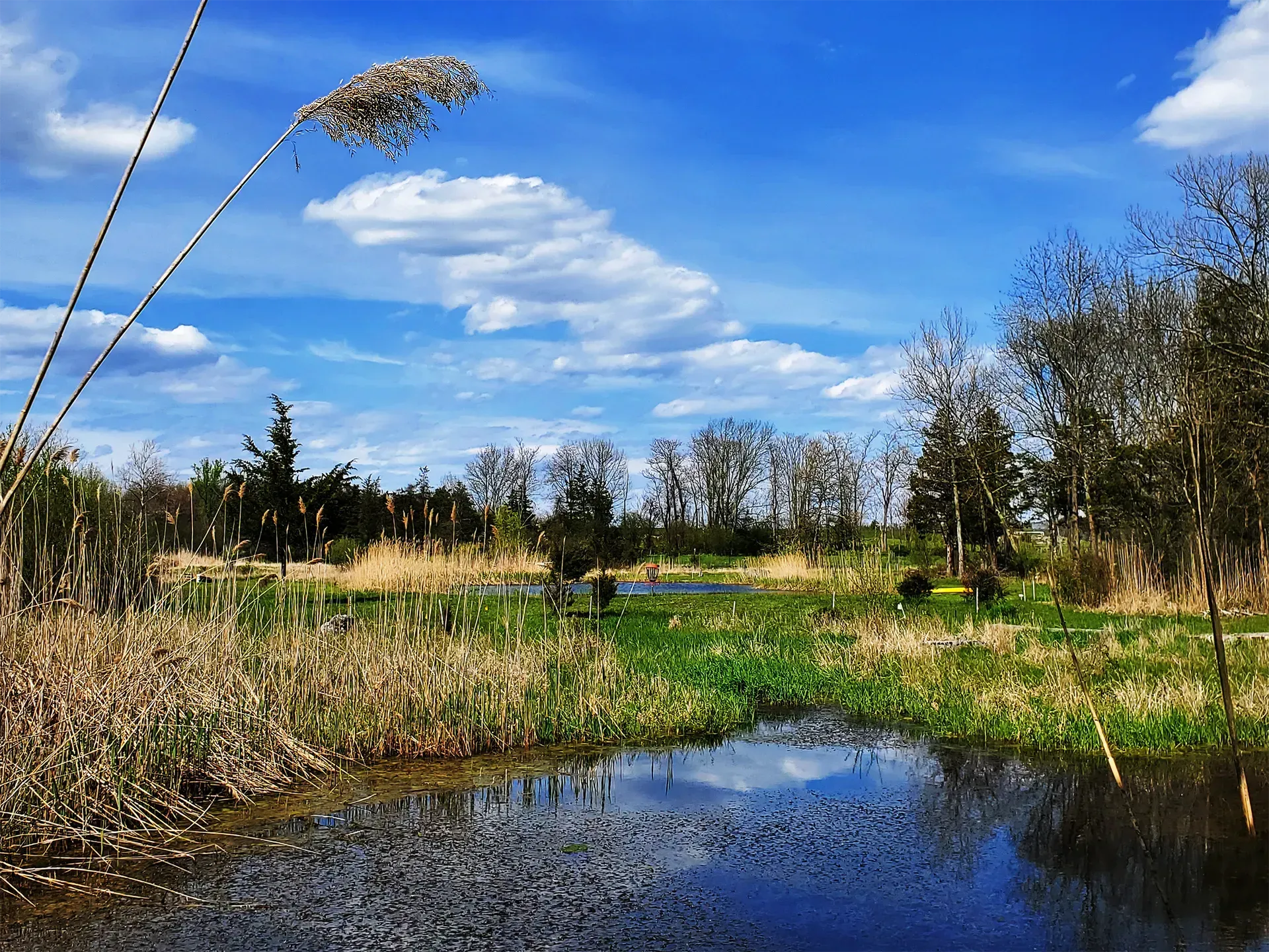 Wetland pond with reeds, trees, and a bright blue sky with clouds