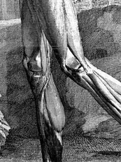 A black and white drawing of a person 's leg muscles.