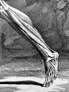 A black and white drawing of a person 's leg and foot.