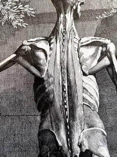 A black and white drawing of a skeleton with muscles visible.