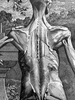 A black and white drawing of a man 's torso and muscles.