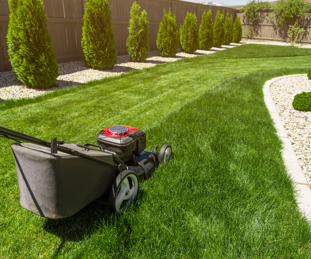 Lawn mower on green grass, freshly cut with stripes, with a row of trees and a gravel border.