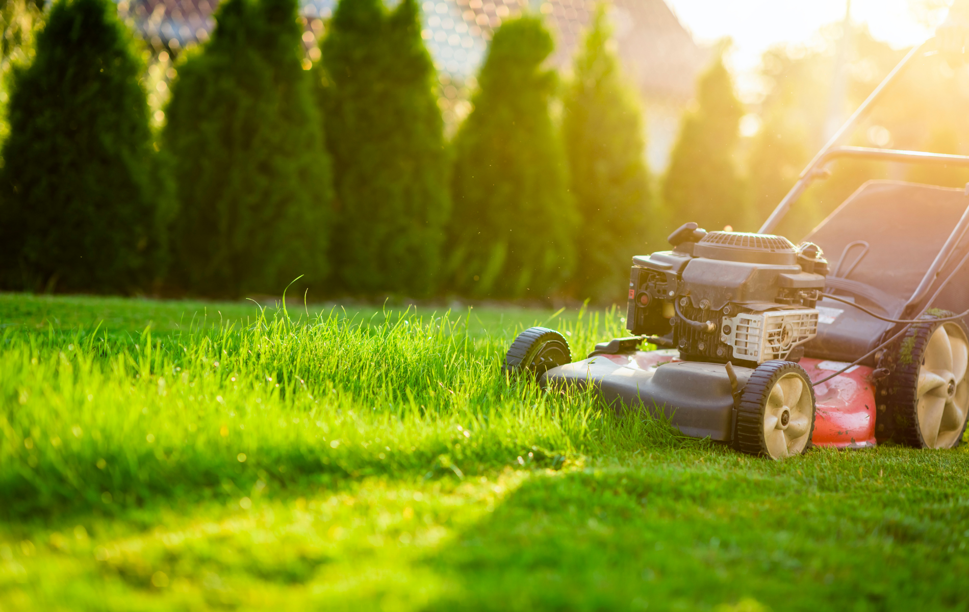 Lawnmower cutting bright green grass in a sunny yard with rows of trees in the background.
