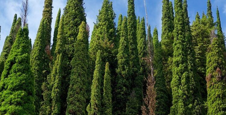 Tall, slender cypress trees against a blue sky. The trees are various shades of green.
