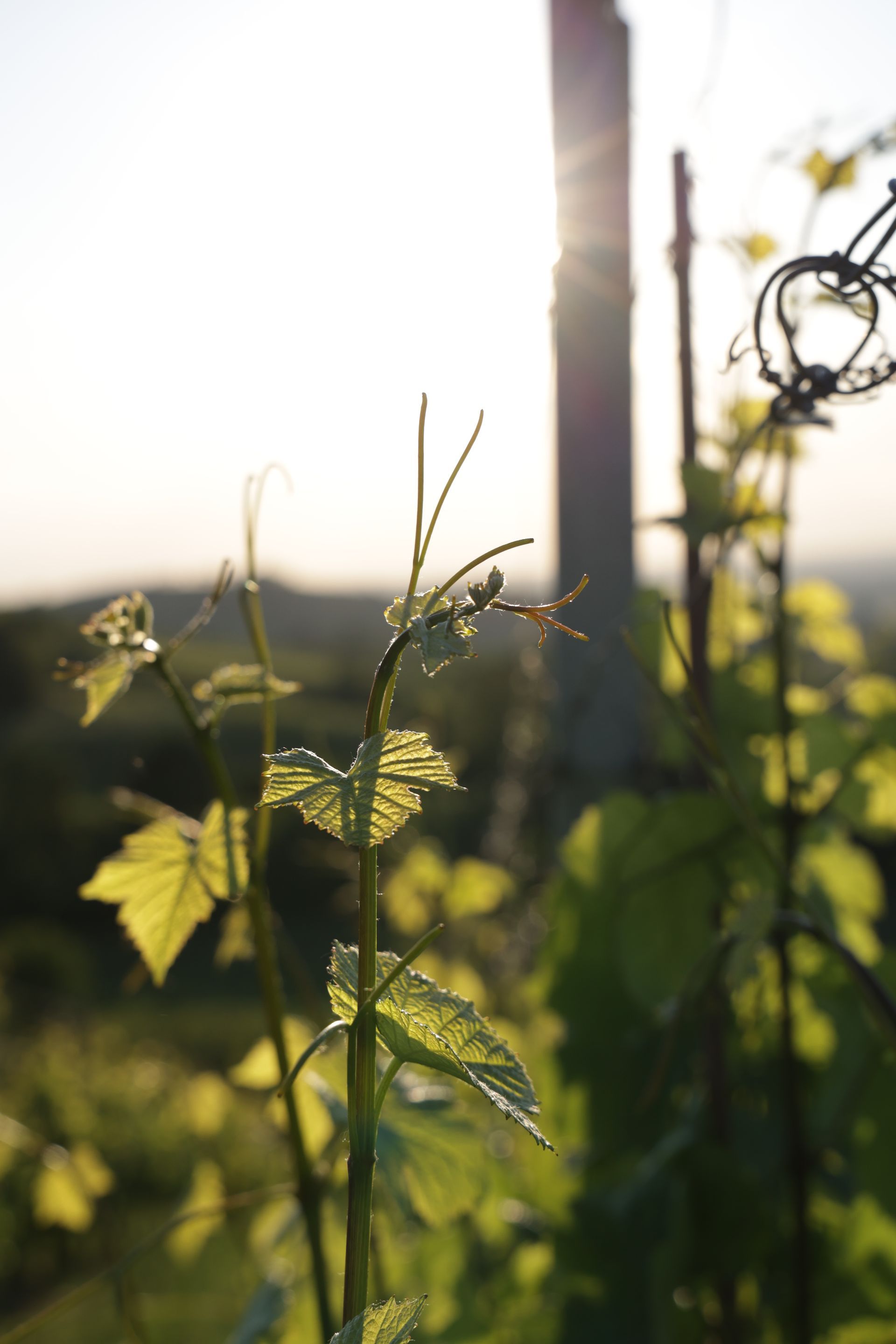 Grapevine leaves backlit by the sun, with a wooden post in the blurred background.