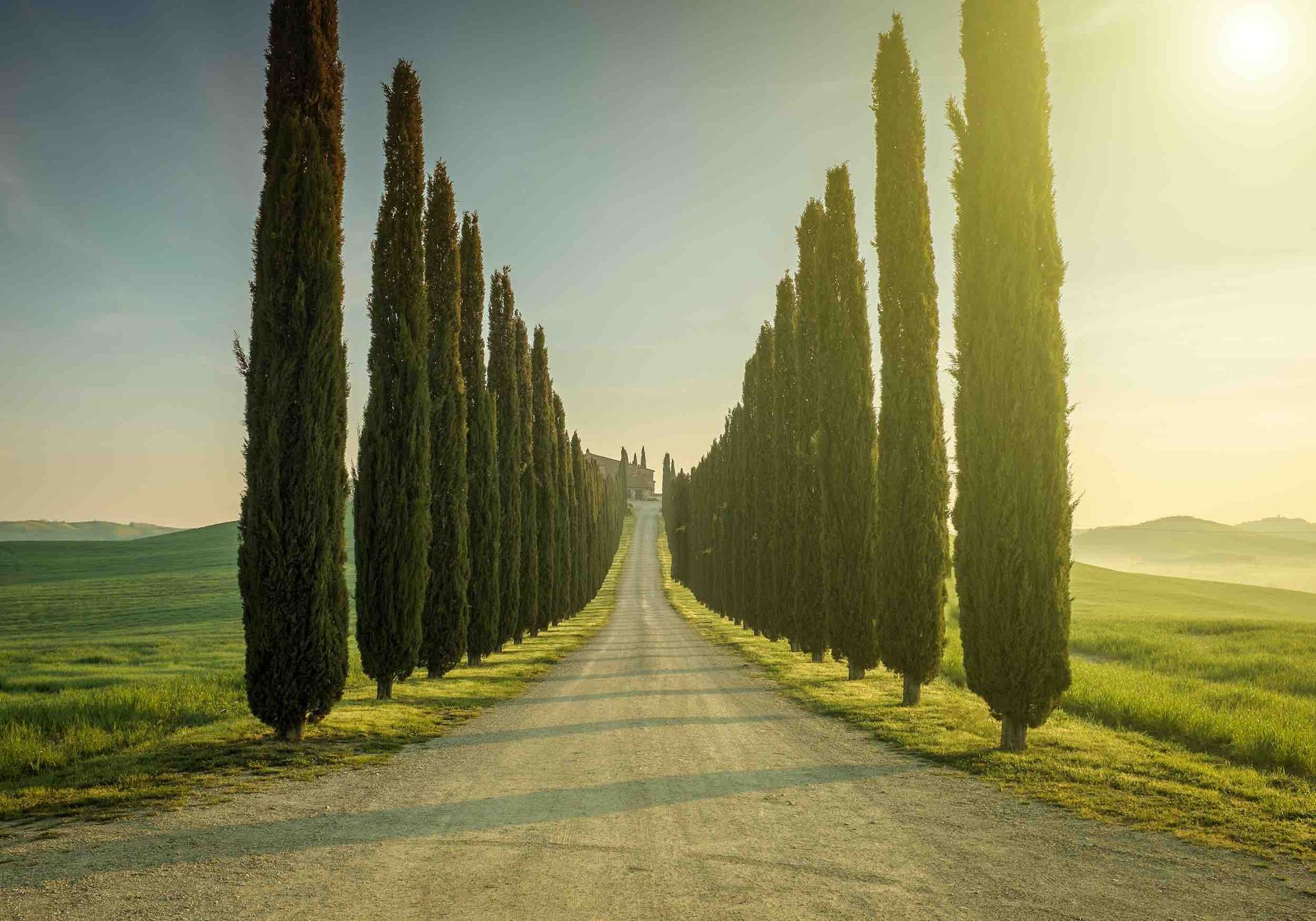 Gravel road lined with tall cypress trees stretches into the distance under a bright sun.