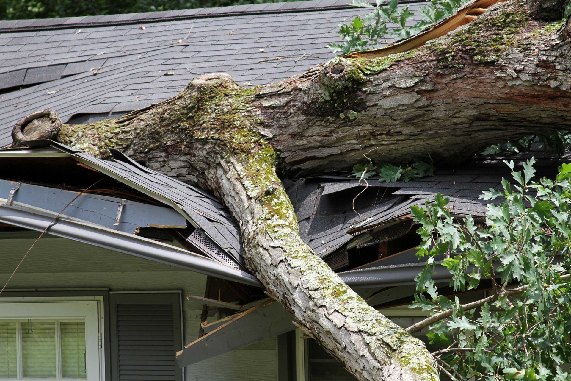 Tree Splits a Roof — Kalispell, MT — Allied 24/7 Restoration
