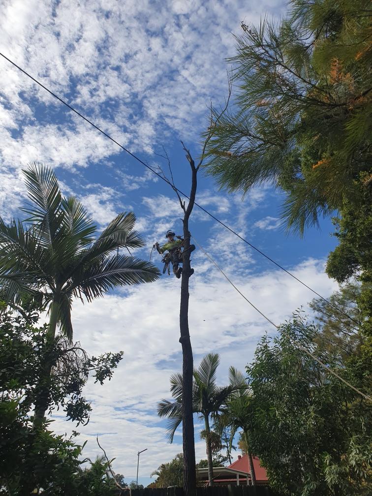 tree removal toowong
