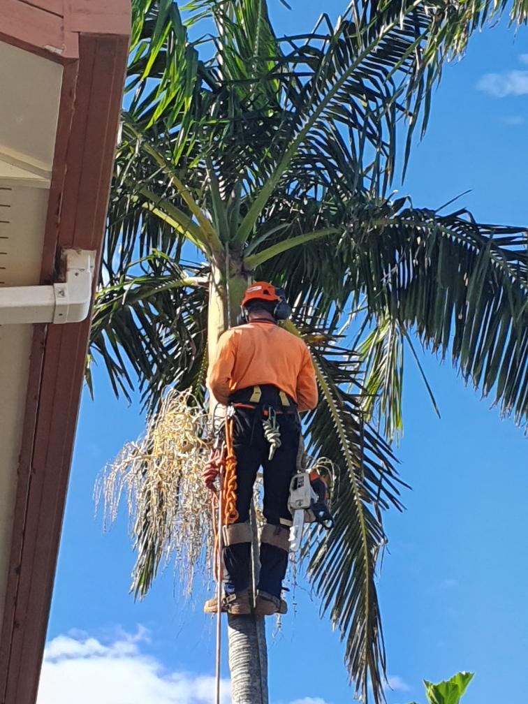 Palm Tree Removal Belmont