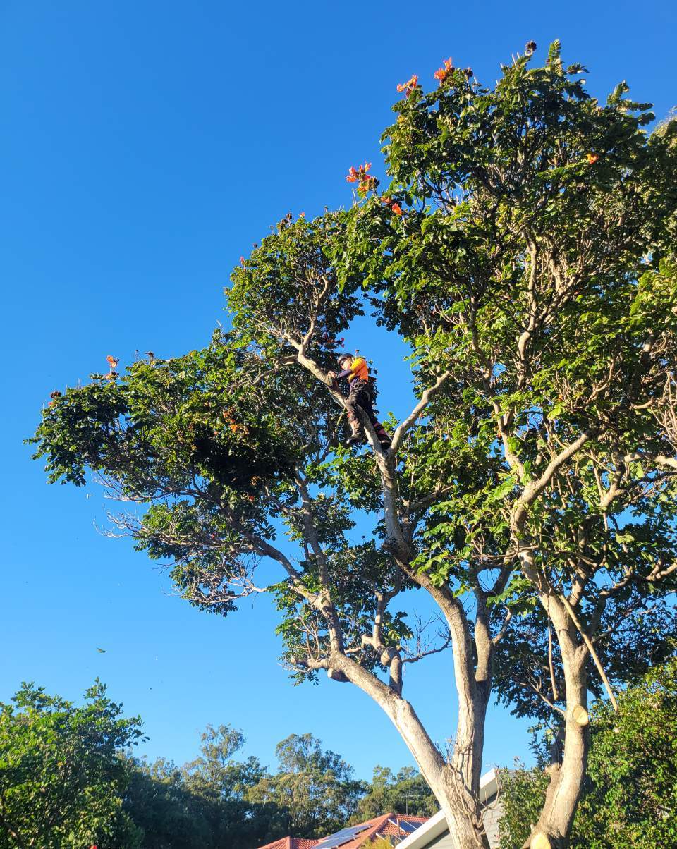 Tree Loppers Capalaba