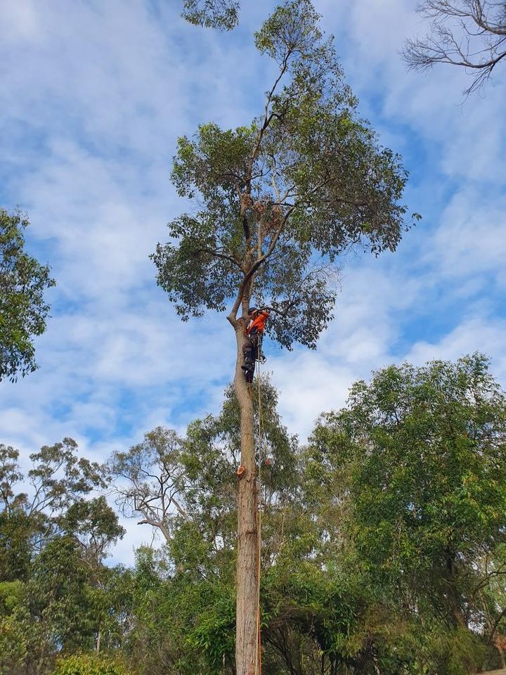 best Tree Services In Brisbane