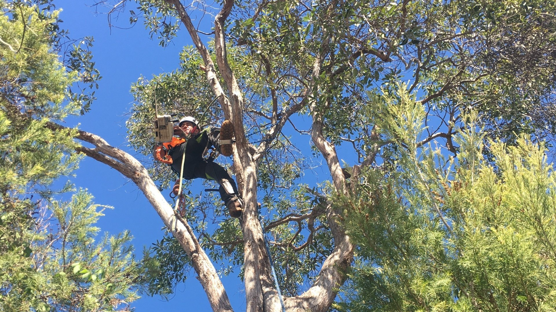 tree services WEST END