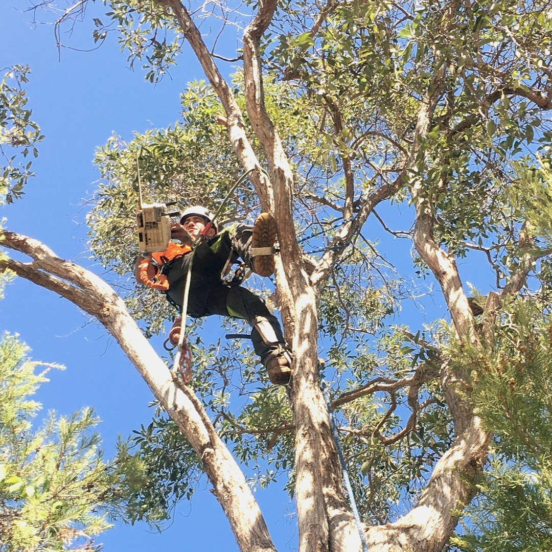 Tree removal Moorooka