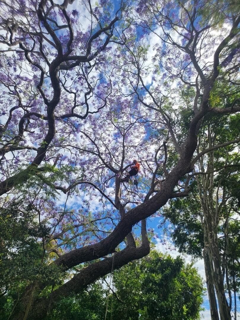 tree services brisbane