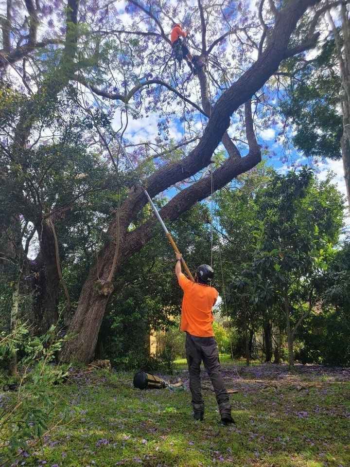 tree removal Brisbane