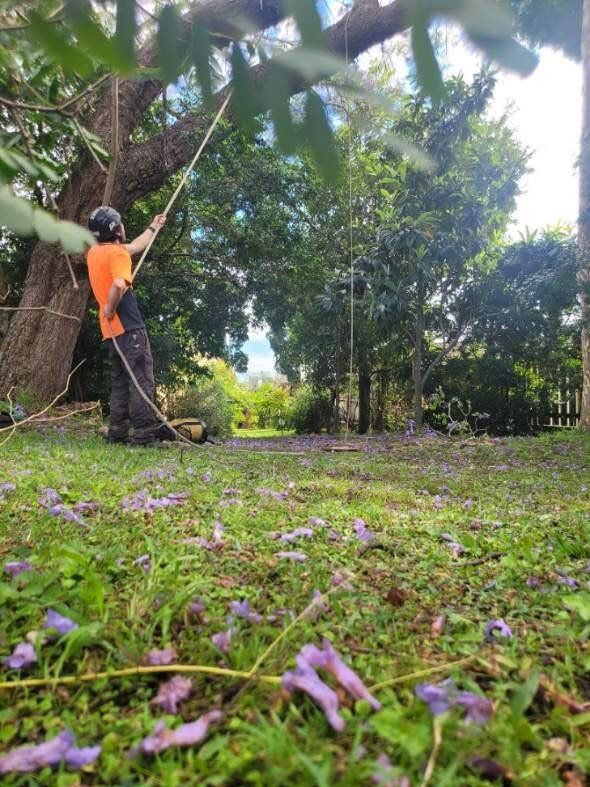 arborist Brisbane