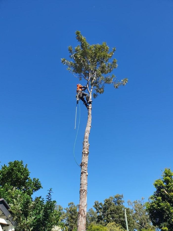 palm tree removal brisbane