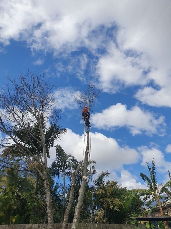 tree lopping brisbane