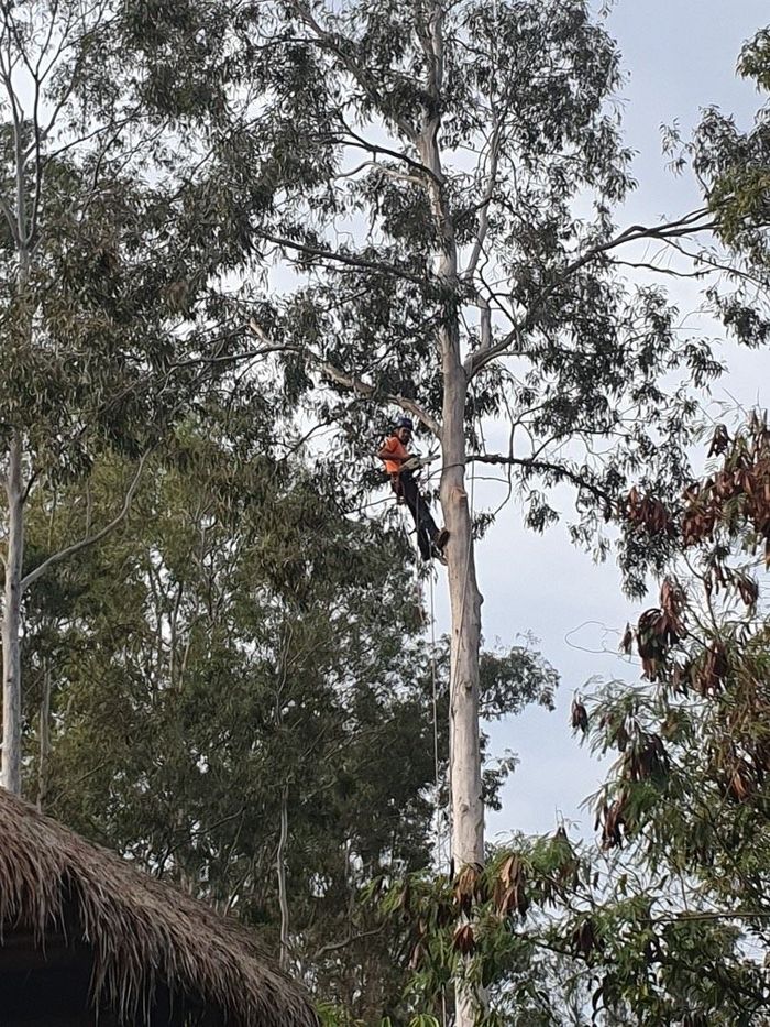 tree services brisbane