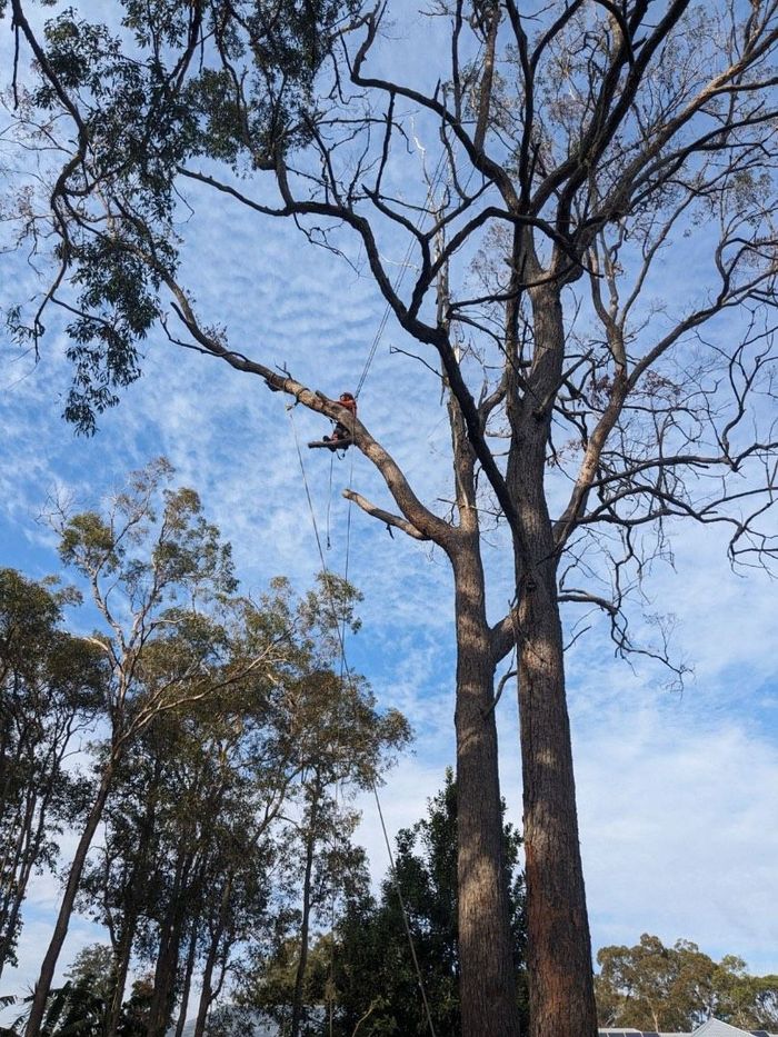 tree removal brisbane