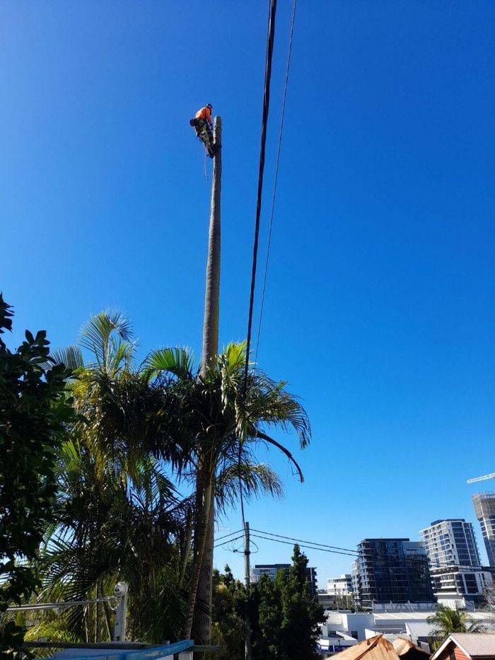 arborist brisbane