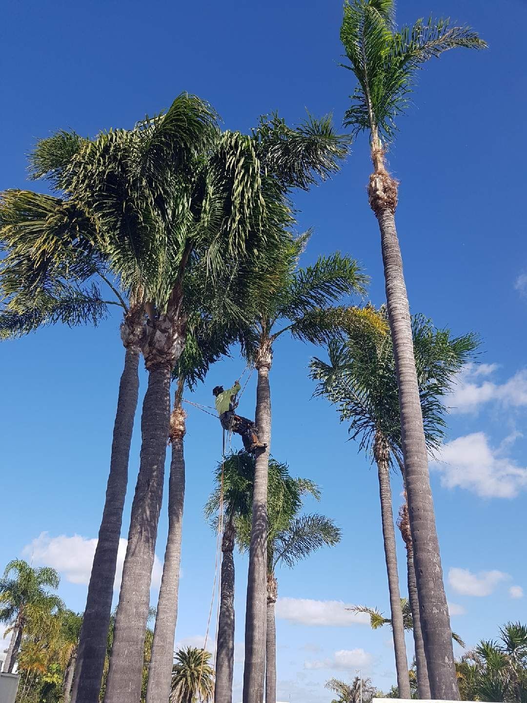 Same Day Trees and Palms Tree palms Removal
