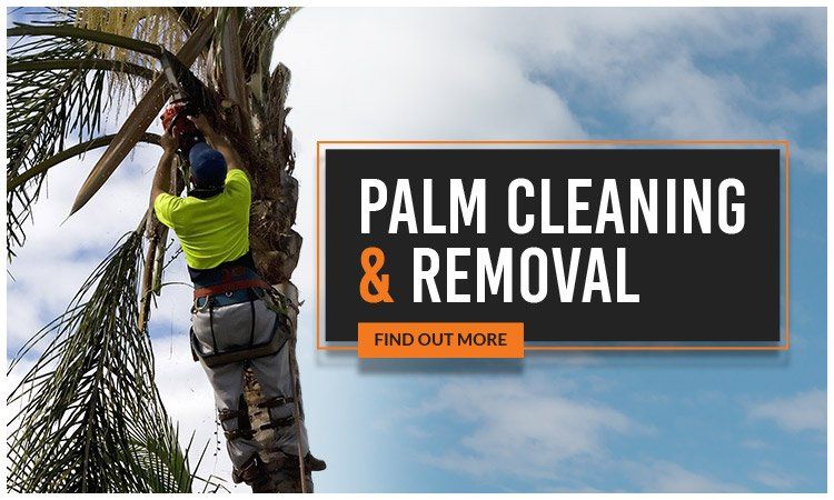 Same Day Trees and Palms palm cleaning and removal