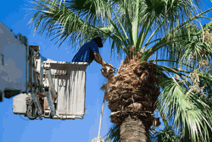 palm-tree-maintenance