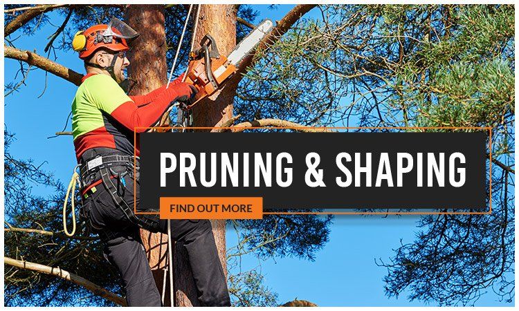 affordable tree loppers pruning and shaping