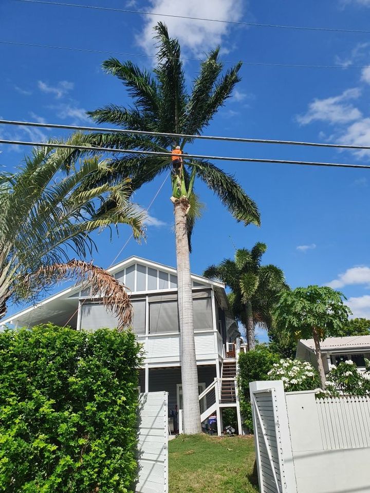 affordable Tree Loppers near Brisbane
