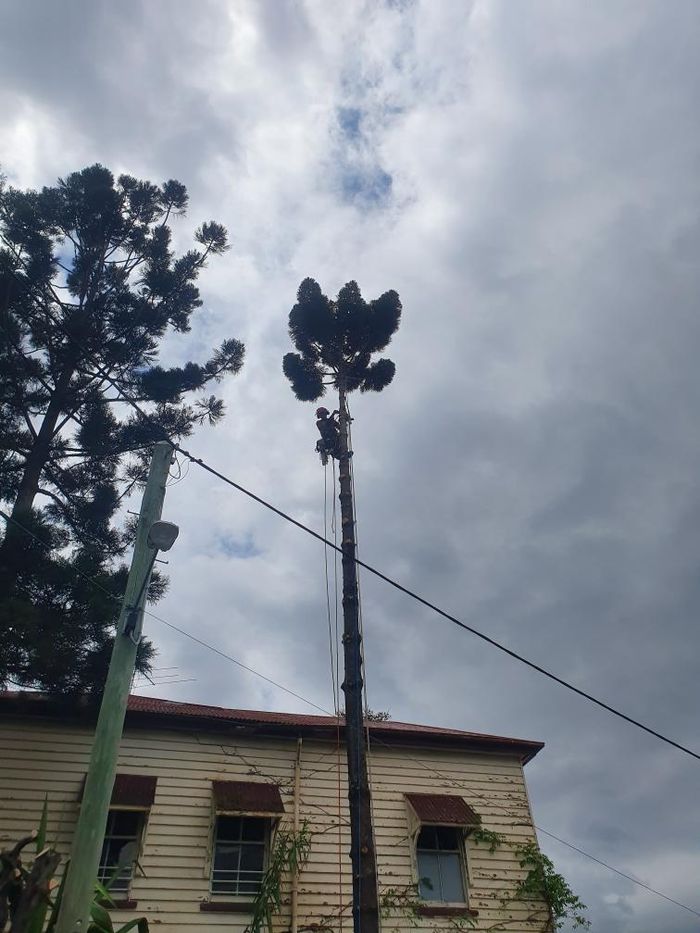 A person climbs a tall, bare tree trunk to trim branches against a cloudy sky above a house with wooden siding.
