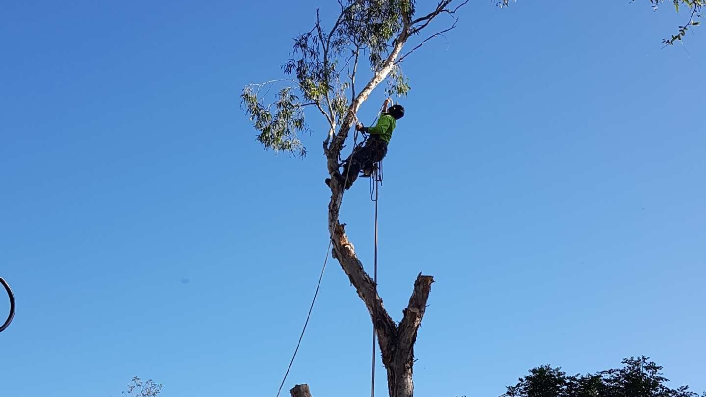 tree lopping BOONDALL